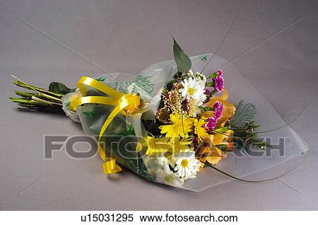 Stock Photography - Flower, Flowers, Nature, Plant, Plants, Daisy, Daisies. Fotosearch