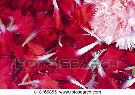 Stock Photography - Flower, Flowers, Nature, Plant, Plants, Carnation, Petal. Fotosearch