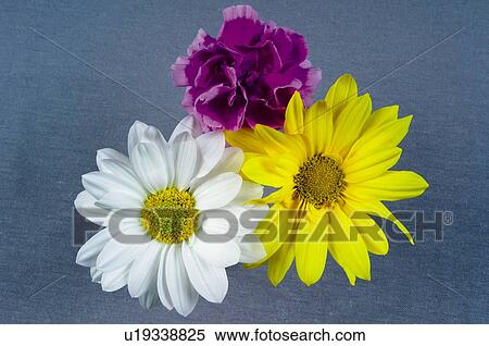 Flower, Flowers, Nature, Plant, Plants, Daisy, Daisies View Large Photo Image Stock Photography - Flower, Flowers, Nature, Plant, Plants, Daisy, Daisies. Fotosearch