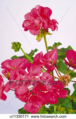 Flower, Flowers, Nature, Plant, Geranium, Pink, Leaf View Large Photo Image Stock Image - Flower, Flowers, Nature, Plant, Geranium, Pink, Leaf. Fotosearch