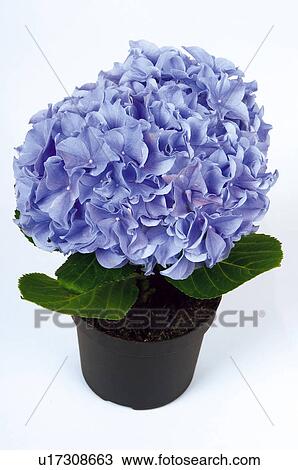 Stock Image - Flower, Flowers, Nature, Plant, Hydrangea, Hydrangeas, Violet. Fotosearch