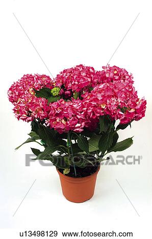 Flower, Flowers, Nature, Plant, Hydrangea, Hydrangeas, Rose View Large Photo Image Stock Photo - Flower, Flowers, Nature, Plant, Hydrangea, Hydrangeas, Rose. Fotosearch