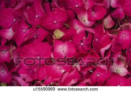 Stock Photo - Flower, Flowers, Nature, Plant, Hydrangea, Hydrangeas, Rose. Fotosearch