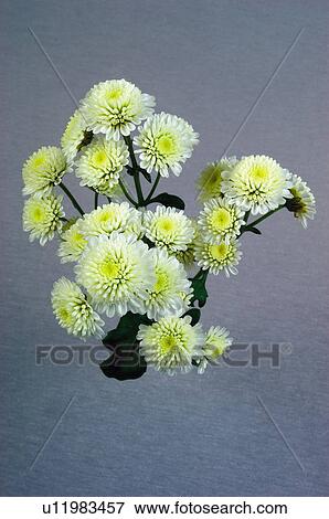 Stock Photo - Flower, Flowers, Nature, Plant, White, Leaf, Leaves. Fotosearch