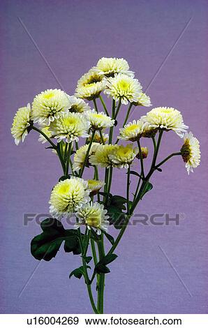 Flower, Flowers, Nature, Plant, White, Leaf, Leaves View Large Photo Image Stock Photo - Flower, Flowers, Nature, Plant, White, Leaf, Leaves. Fotosearch