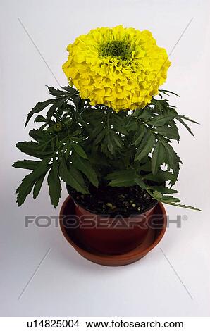 Picture - Flower, Nature, Plant, Calendula, Marigold, Yellow, Plant pot. Fotosearch