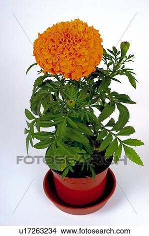 Picture - Flower, Nature, Plant, Calendula, Marigold, Orange, Orange color. Fotosearch