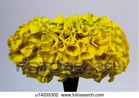 Flower, Nature, Plant, Calendula, Marigold, Yellow, One View Large Photo Image Stock Image - Flower, Nature, Plant, Calendula, Marigold, Yellow, One. Fotosearch