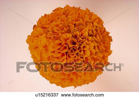 Flower, Nature, Plant, Calendula, Marigold, Orange, Orange color View Large Photo Image Stock Photo - Flower, Nature, Plant, Calendula, Marigold, Orange, Orange color. Fotosearch
