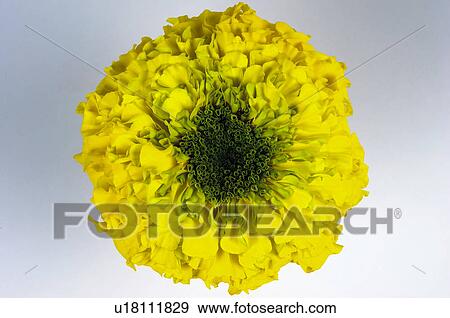 Stock Photo - Flower, Nature, Plant, Calendula, Marigold, Yellow, One. Fotosearch