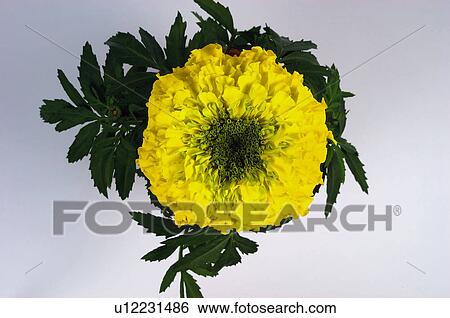 Flower, Nature, Plant, Calendula, Marigold, Yellow, Leaf View Large Photo Image Stock Photograph - Flower, Nature, Plant, Calendula, Marigold, Yellow, Leaf. Fotosearch