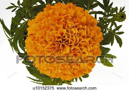 Flower, Nature, Plant, Calendula, Marigold, Orange, Orange color View Large Photo Image Stock Photography - Flower, Nature, Plant, Calendula, Marigold, Orange, Orange color. Fotosearch