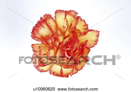 Stock Image - Flower, Nature, Plant, Carnation, Pink, Pink carnation, Yellow. Fotosearch