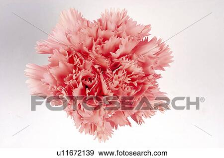 Flower, Nature, Plant, Carnation, Pink, Pink carnation, One View Large Photo Image Stock Photo - Flower, Nature, Plant, Carnation, Pink, Pink carnation, One. Fotosearch