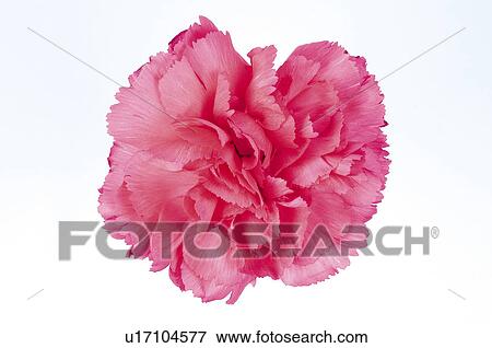 Stock Photo - Flower, Nature, Plant, Carnation, Pink, Pink carnation, One. Fotosearch