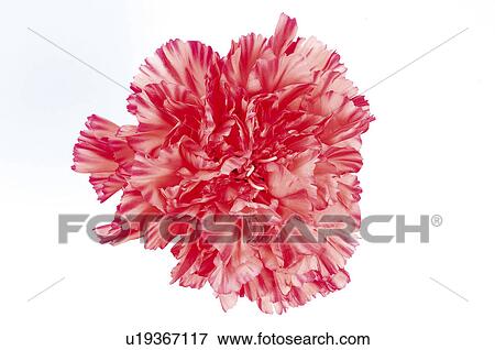 Stock Photo - Flower, Nature, Plant, Carnation, Pink, Pink carnation, One. Fotosearch
