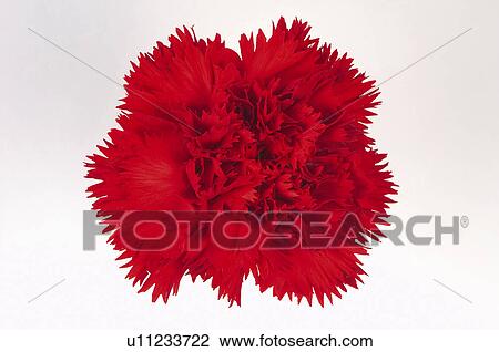 Stock Image - Flower, Nature, Plant, Carnation, Red, Red carnation, One. Fotosearch