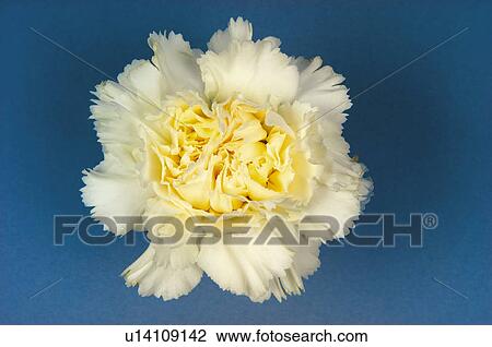 Stock Image - Flower, Nature, Plant, Carnation, White, One, White carnation. Fotosearch