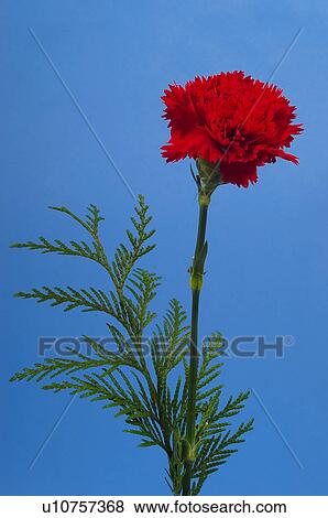 Stock Photo - Flower, Nature, Plant, Carnation, White, White carnation, Leaf. Fotosearch