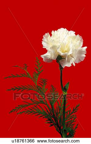 Flower, Nature, Plant, Carnation, White, White carnation, Leaf View Large Photo Image Stock Photograph - Flower, Nature, Plant, Carnation, White, White carnation, Leaf. Fotosearch