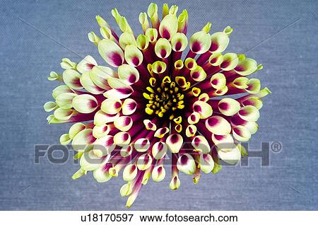 Stock Photo - Flower, Nature, Plant, Dahlia, Pink, White, White dahlias. Fotosearch