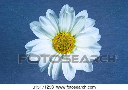 Flower, Nature, Plant, Daisy, One, White, White daisy View Large Photo Image Stock Image - Flower, Nature, Plant, Daisy, One, White, White daisy. Fotosearch