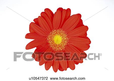 Stock Image - Flower, Nature, Plant, Daisy, Orange, Orange color, Orange colour. Fotosearch
