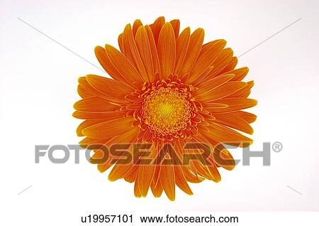 Flower, Nature, Plant, Daisy, Orange, Orange color, Orange colour View Large Photo Image Stock Image - Flower, Nature, Plant, Daisy, Orange, Orange color, Orange colour. Fotosearch