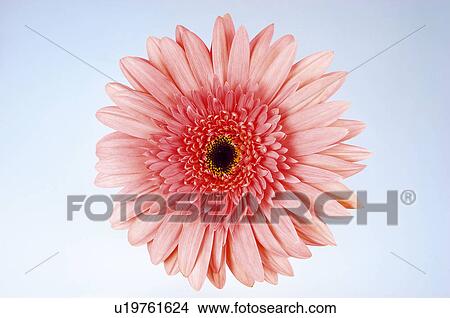 Picture - Flower, Nature, Plant, Daisy, Pink, One, Petal. Fotosearch