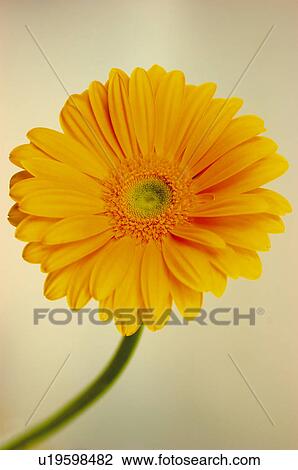 Stock Image - Flower, Nature, Plant, Daisy, Yellow, One, Stem. Fotosearch