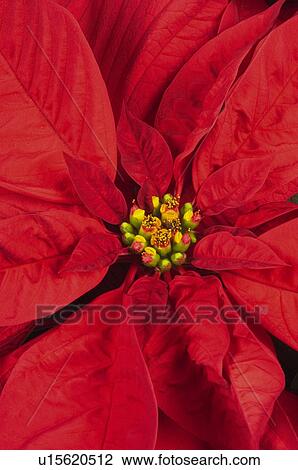 Flower, Nature, Plant, Easter plant, Christmas, Christmas plant, Flor de pascua View Large Photo Image Stock Image - Flower, Nature, Plant, Easter plant, Christmas, Christmas plant, Flor de pascua. Fotosearch