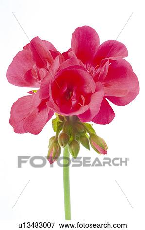 Stock Photo - Flower, Nature, Plant, Geranium, Pink, Petal, Petals. Fotosearch