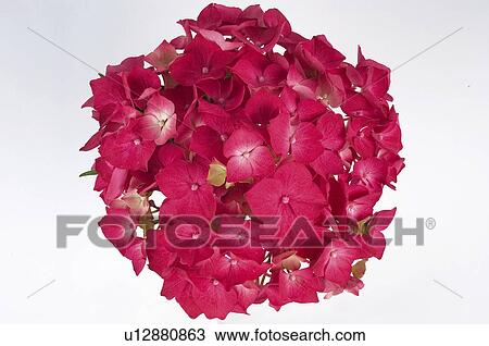 Stock Image - Flower, Nature, Plant, Hydrangea, Rose, Rose hydrangea, Petal. Fotosearch