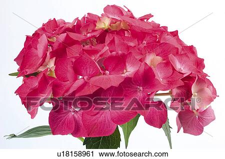 Flower, Nature, Plant, Hydrangea, Rose, Rose hydrangea, Petal View Large Photo Image Stock Image - Flower, Nature, Plant, Hydrangea, Rose, Rose hydrangea, Petal. Fotosearch