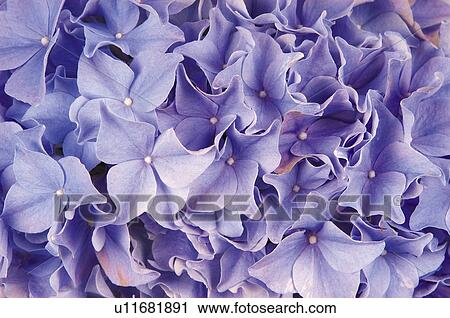 Stock Image - Flower, Nature, Plant, Hydrangea, Violet, Petal, Petals. Fotosearch