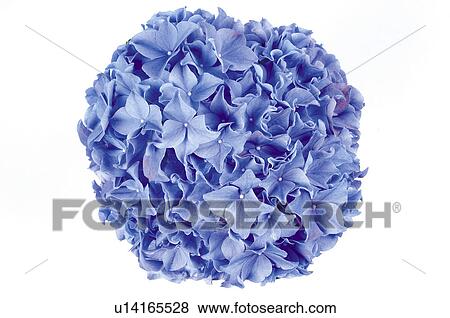 Stock Photo - Flower, Nature, Plant, Hydrangea, Violet, One, Petal. Fotosearch