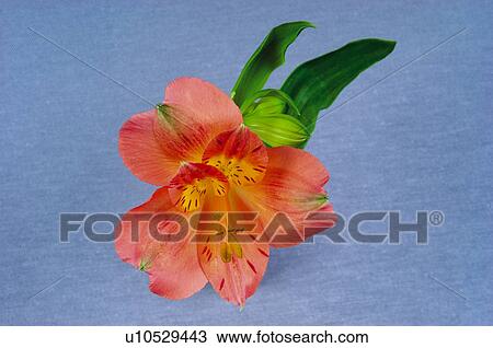 Stock Image - Flower, Nature, Plant, Orchid, One, Orange, Orange color. Fotosearch