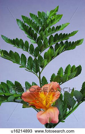 Flower, Nature, Plant, Orchid, One, Orange, Orange color View Large Photo Image Stock Image - Flower, Nature, Plant, Orchid, One, Orange, Orange color. Fotosearch