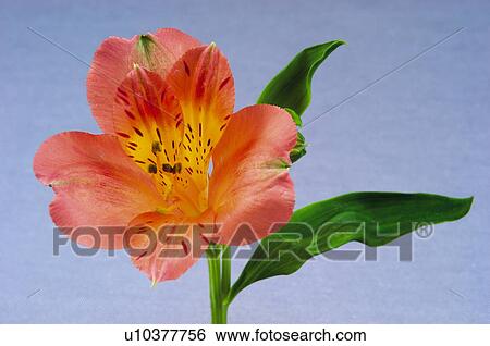 Stock Photograph - Flower, Nature, Plant, Orchid, One, Orange, Orange color. Fotosearch