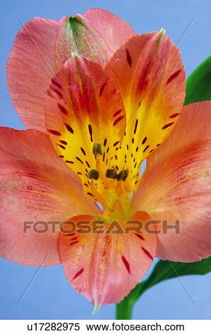Flower, Nature, Plant, Orchid, One, Orange, Orange color View Large Photo Image Stock Photography - Flower, Nature, Plant, Orchid, One, Orange, Orange color. Fotosearch