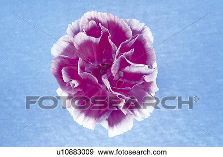 Stock Photo - Flower, Nature, Plant, Pink, White, One, Petal. Fotosearch