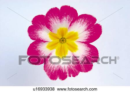Stock Photo - Flower, Nature, Plant, Pink, White, Yellow, One. Fotosearch