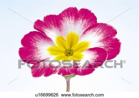 Stock Photograph - Flower, Nature, Plant, Pink, White, Yellow, One. Fotosearch