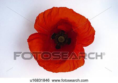 Flower, Nature, Plant, Poppy, Red, One, Petal View Large Photo Image Stock Photograph - Flower, Nature, Plant, Poppy, Red, One, Petal. Fotosearch