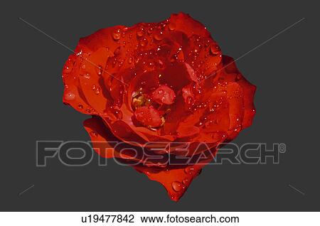 Stock Image - Flower, Nature, Plant, Rose, Red, Red rose, One. Fotosearch