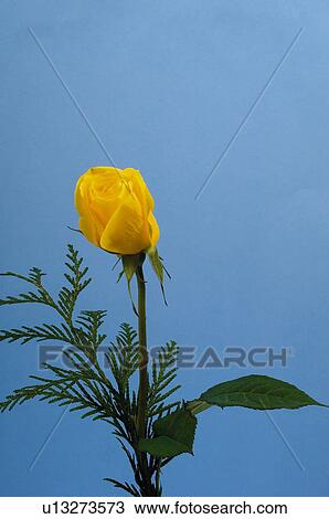 Flower, Nature, Plant, Rose, Yellow, Yellow rose, Leaf View Large Photo Image Stock Image - Flower, Nature, Plant, Rose, Yellow, Yellow rose, Leaf. Fotosearch