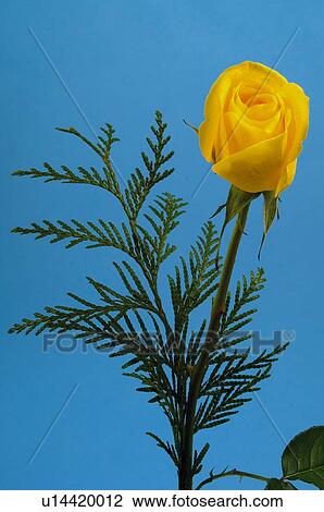 Flower, Nature, Plant, Rose, Yellow, Yellow rose, Leaf View Large Photo Image Stock Image - Flower, Nature, Plant, Rose, Yellow, Yellow rose, Leaf. Fotosearch