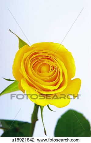 Stock Image - Flower, Nature, Plant, Rose, Yellow, Yellow rose, Leaf. Fotosearch