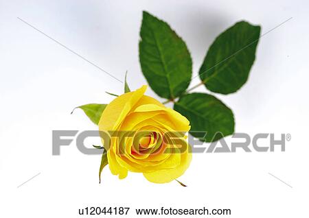 Stock Photo - Flower, Nature, Plant, Rose, Yellow, Yellow rose, Leaf. Fotosearch