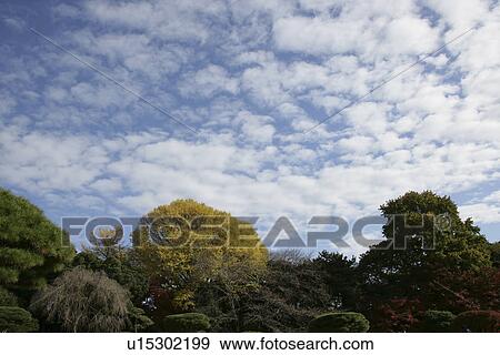 Autumn Leaves View Large Photo Image Stock Photo - Autumn Leaves. Fotosearch